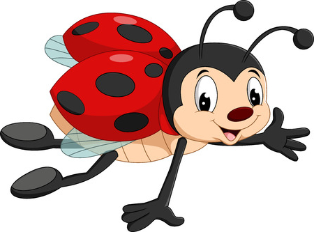 coccinella